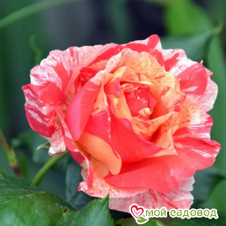 Роза Поль Гоген