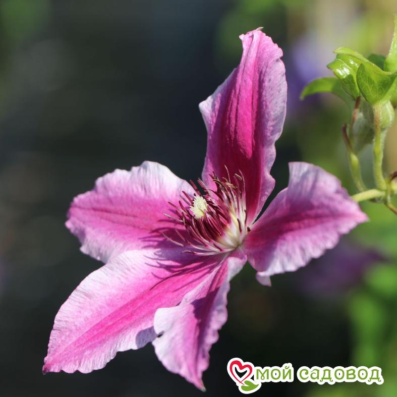 Клематис Карнаби ЗКС