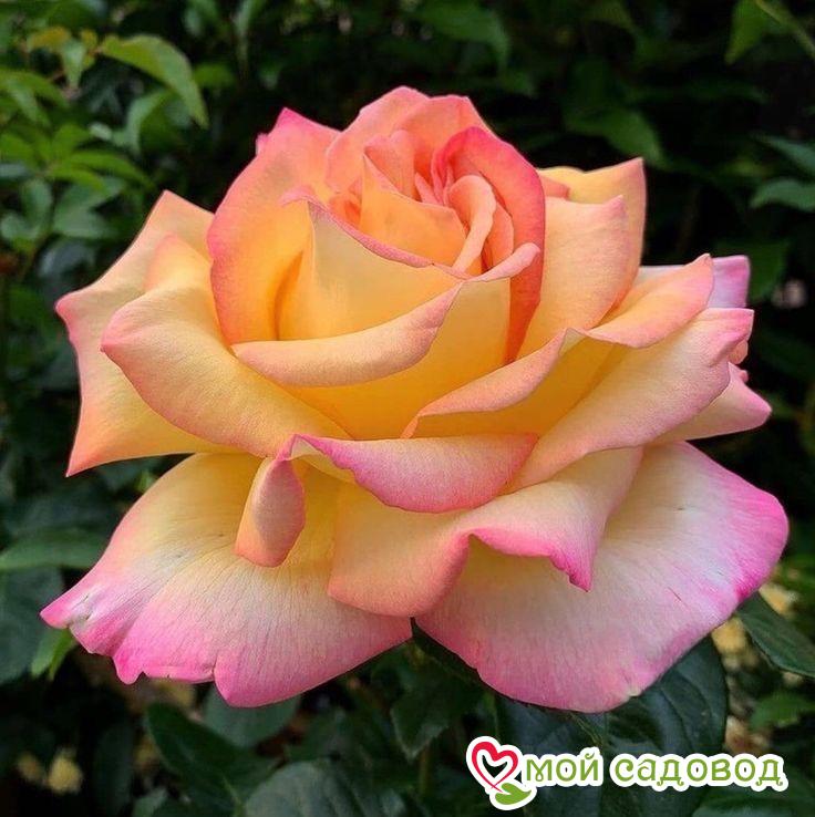 Роза Восходящее Солнце