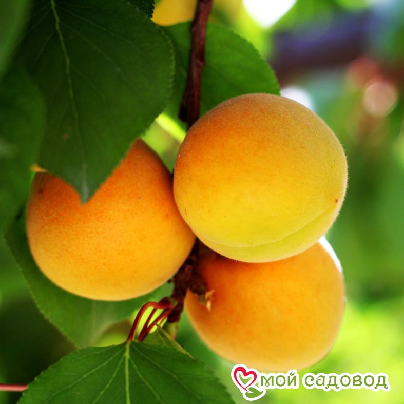 Абрикос Июньский Ранний