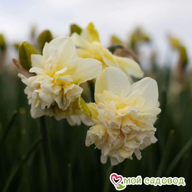 Нарцисс Обдэм махровый