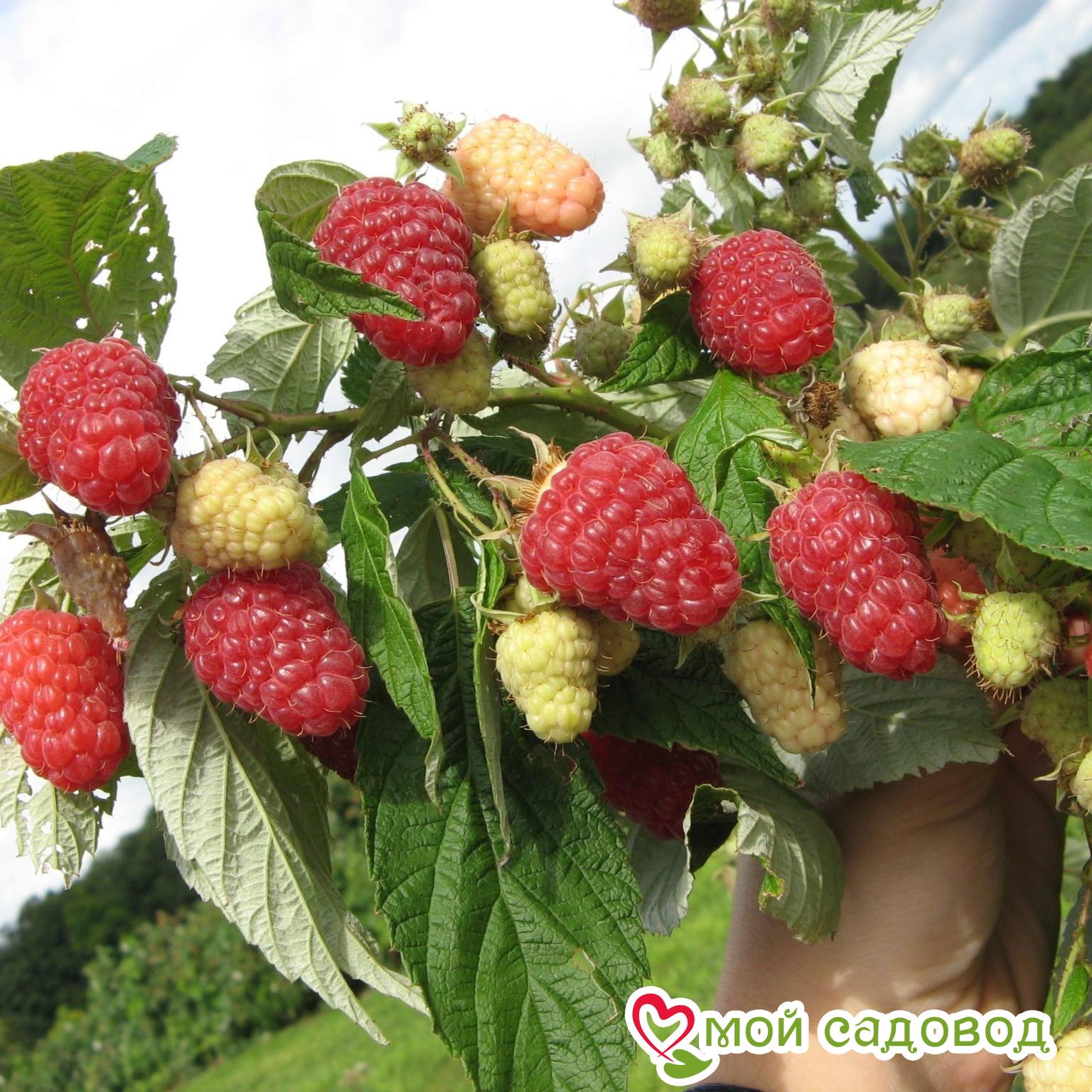 Малина ремонтантная Херитейдж